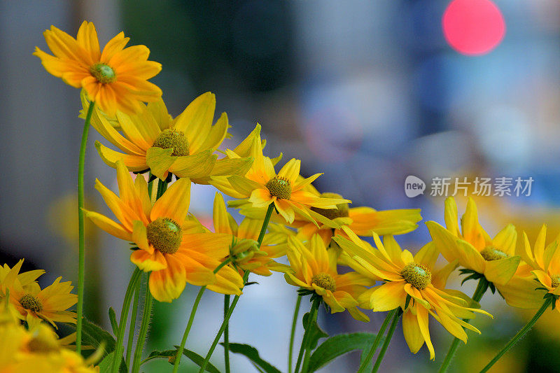 Rudbeckia /黑眼苏珊/圆锥花